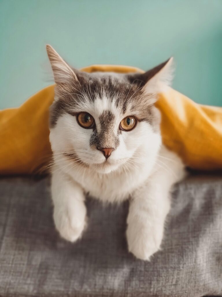 pet inverno