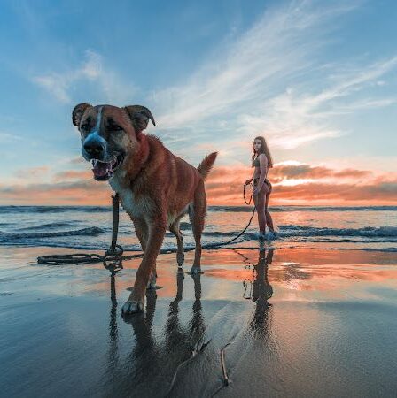 pet friendly