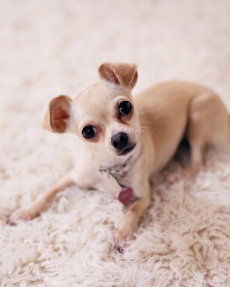 brown chihuahua puppy lying on brown textile