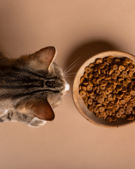gatos