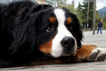 Big Dog Skagway Alaska