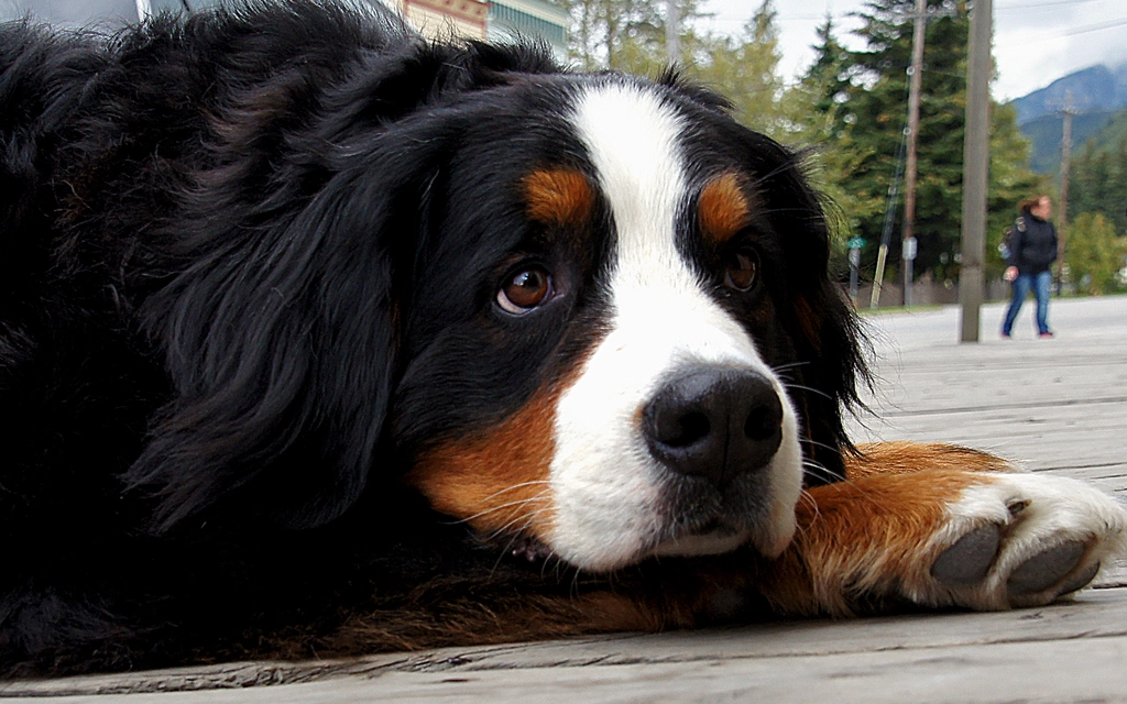 Big Dog Skagway Alaska