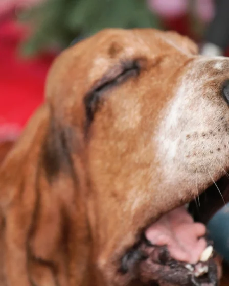 Brown old dog yawning, close