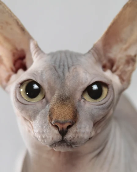 Sphynx cat face closeup
