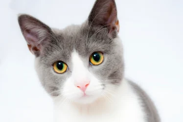 Free cute cat face closeup