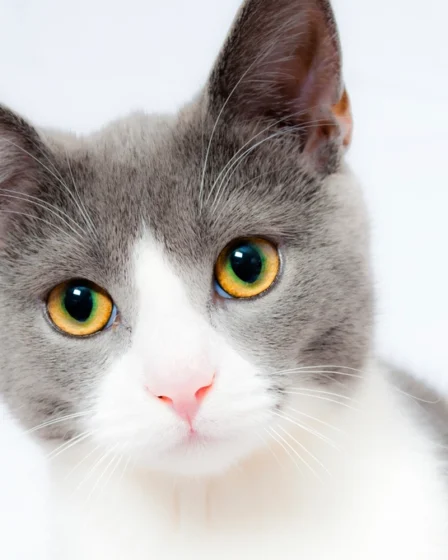 Free cute cat face closeup