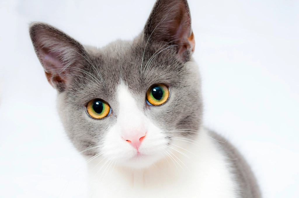 Free cute cat face closeup