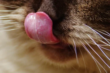 Free cute cat's mouth closeup