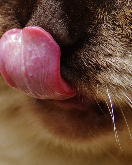 Free cute cat's mouth closeup