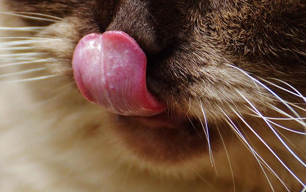 Free cute cat's mouth closeup