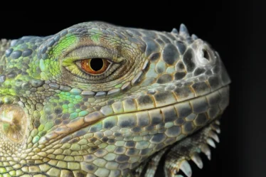 Free close green iguana's head