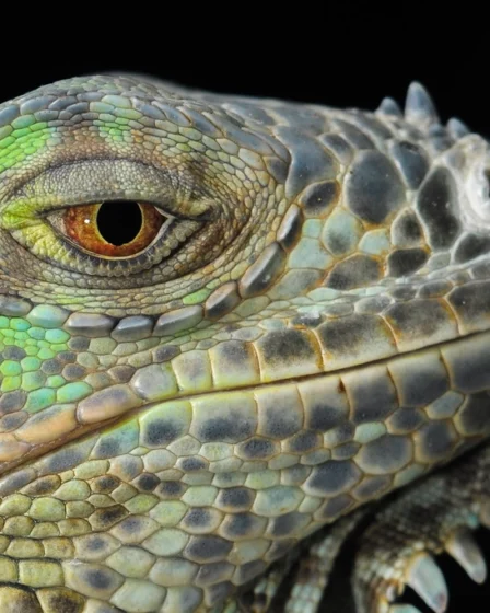 Free close green iguana's head