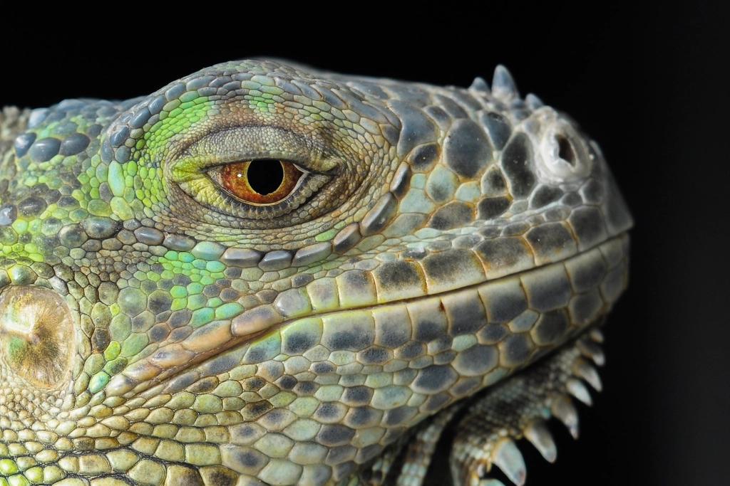 Free close green iguana's head