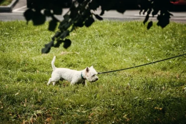 White dog leash walking grass