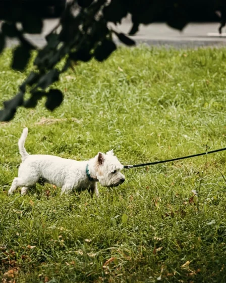 White dog leash walking grass