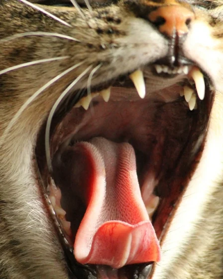Yawning striped cat background