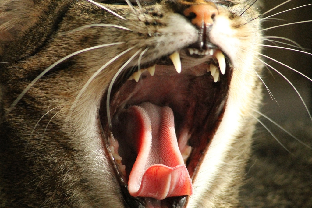 Yawning striped cat background
