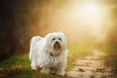White furry dog sunlight