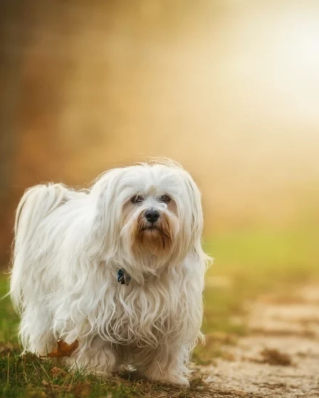 White furry dog sunlight