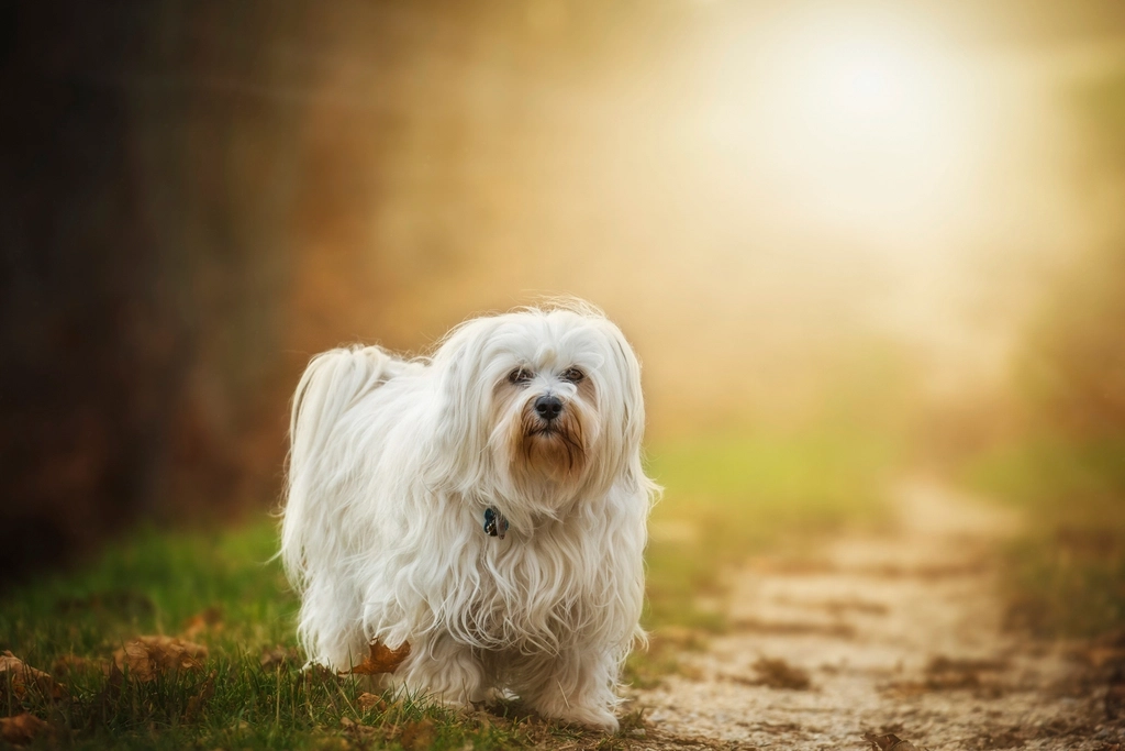 White furry dog sunlight