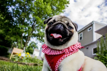 Pug dog wearing red shirt