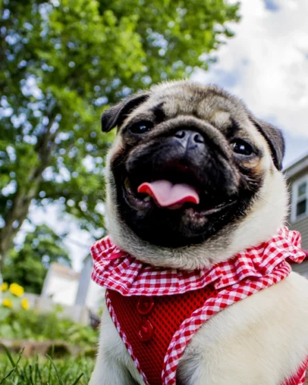 Pug dog wearing red shirt