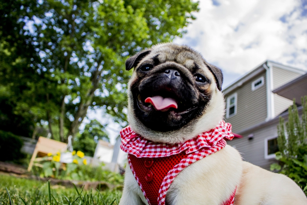 Pug dog wearing red shirt