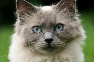 Free adorable rag doll cat