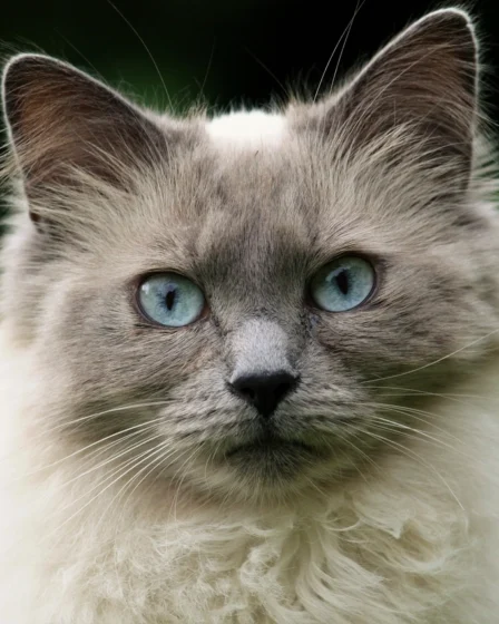 Free adorable rag doll cat