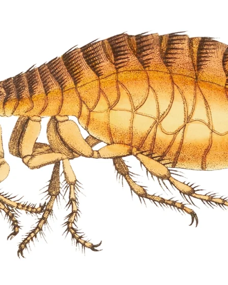 Flea illustration Naturalist's Miscellany (1789-1813)