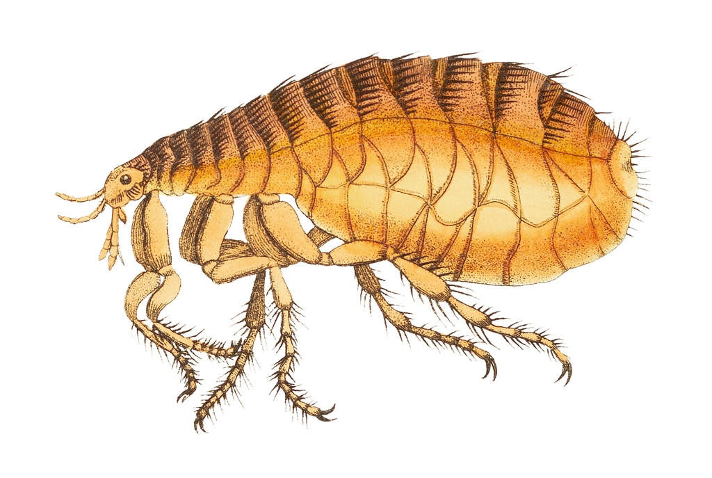 Flea illustration Naturalist's Miscellany (1789-1813)