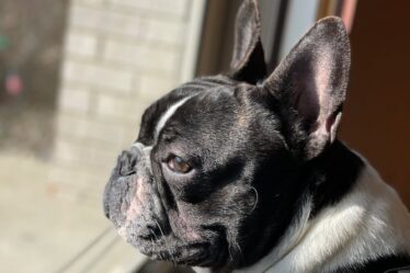 close up shot of cute french bulldog