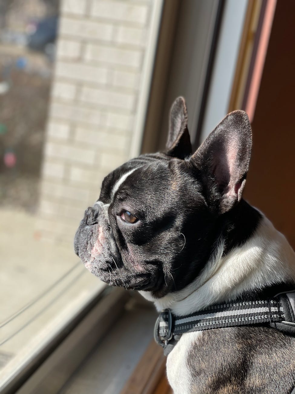 close up shot of cute french bulldog