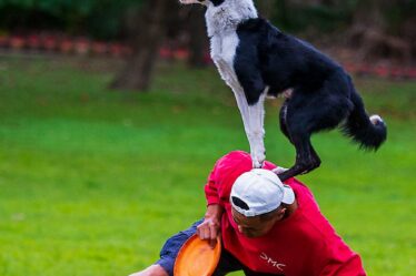 a man in red sweater playing frisbee with his dog
