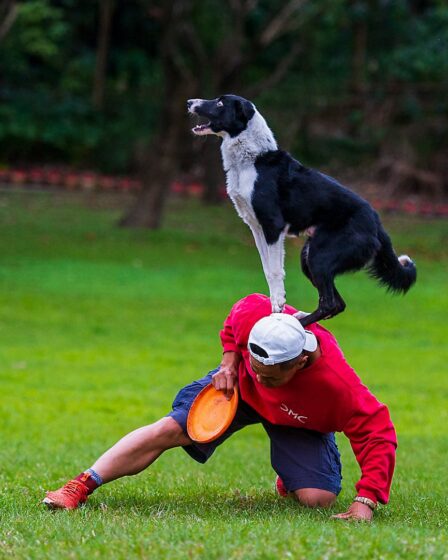 a man in red sweater playing frisbee with his dog
