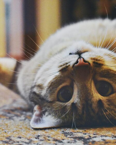 playful cat lying on a carpet