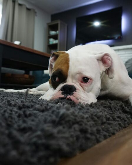 white and tan english bulldog lying on black rug