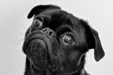 portrait photo of an adult black pug