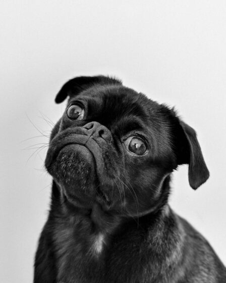 portrait photo of an adult black pug