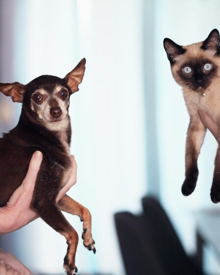 photo of people holding siamese cat and chihuahua