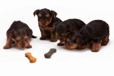 black and tan yorkshire terrier puppy