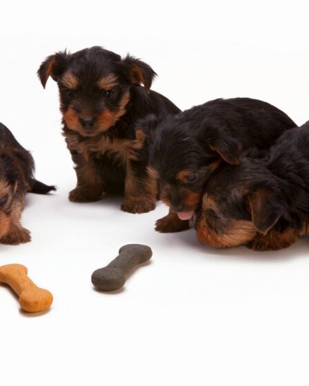 black and tan yorkshire terrier puppy