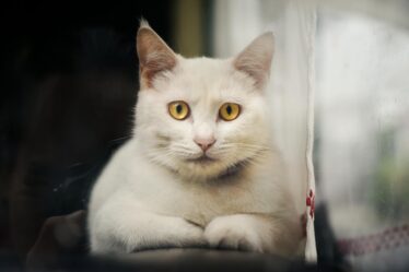 white cat lying down