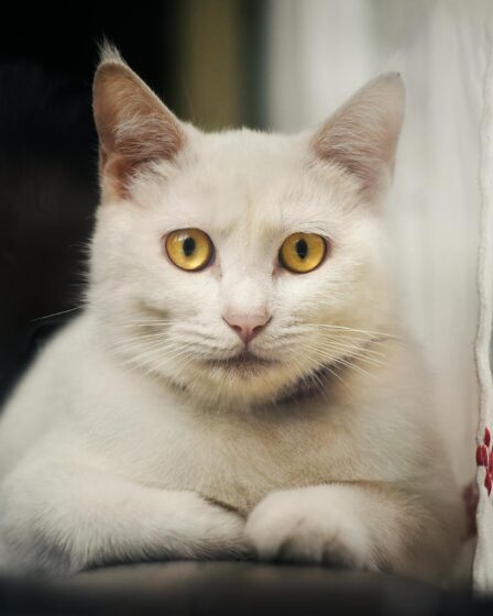 white cat lying down