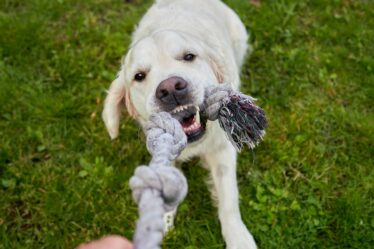 a human is playing tug of war with an eager white golden retriever both fully engaged in the fun game