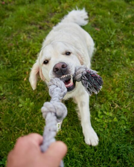 a human is playing tug of war with an eager white golden retriever both fully engaged in the fun game