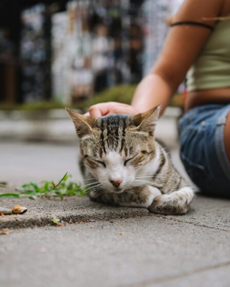 a woman petting a cat on the street