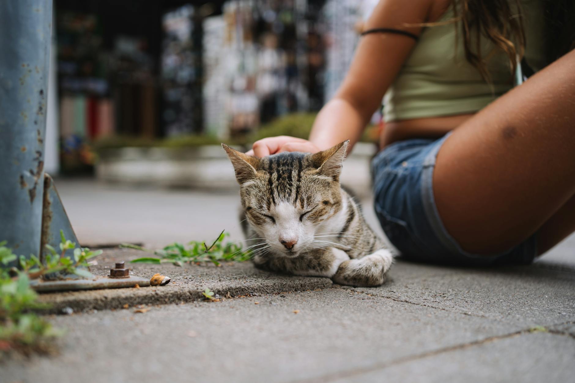 a woman petting a cat on the street