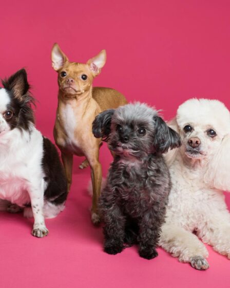photo of different puppies