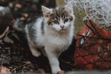 cute kitten walking on ground in yard